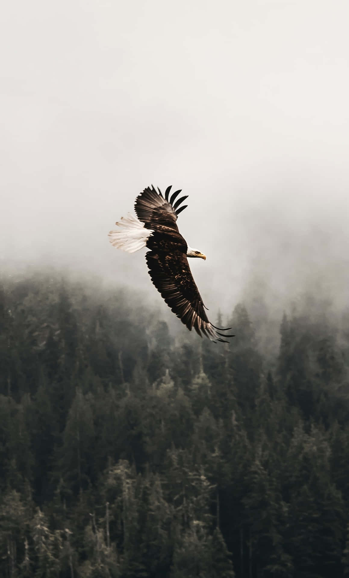 Flying Eagle In Rainforest Wallpaper