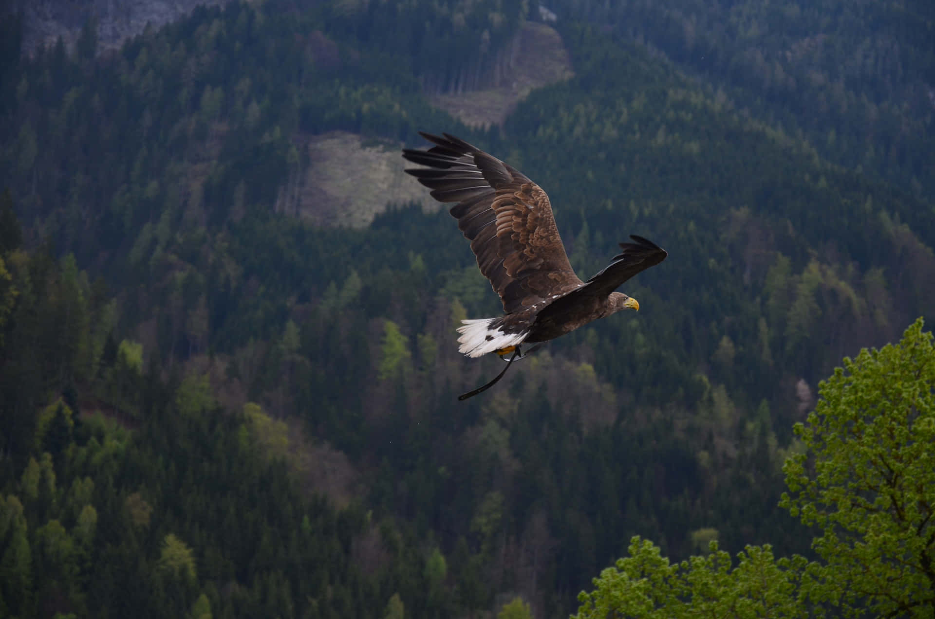 Flying Eagle Over A Forest Wallpaper