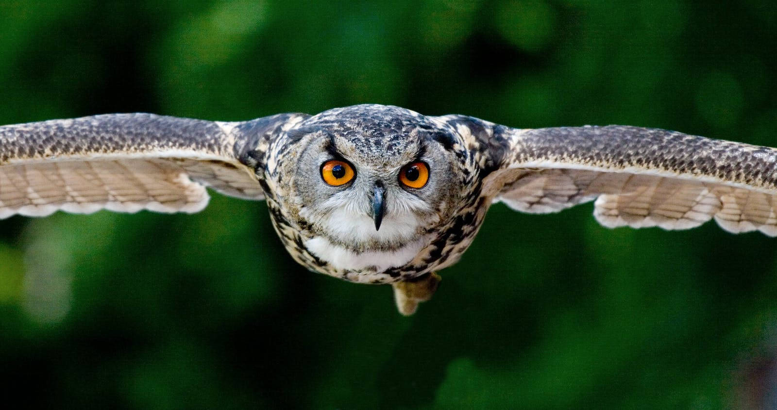 Flying Eagle Owl Selektiv Fokus Wallpaper