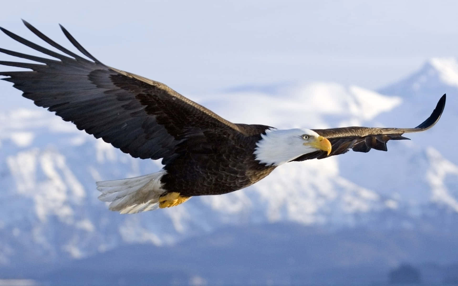 Flying Eagle Soaring In Arctic Landscape Wallpaper