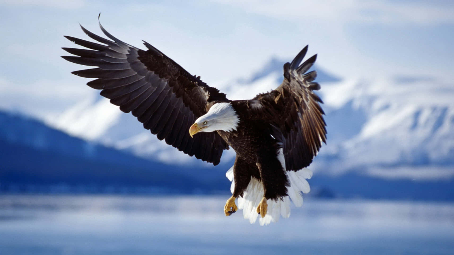Flying Eagle With A Sharp Beak Wallpaper