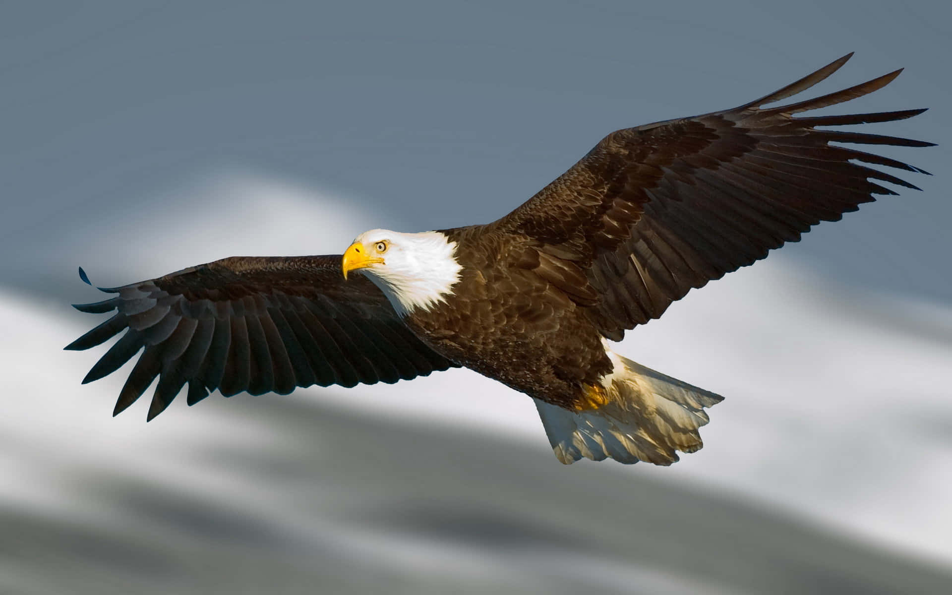 Flying Eagle With A Yellow Beak Wallpaper
