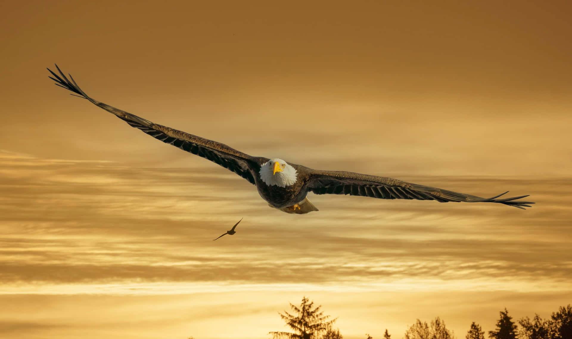Flying Eagle With An Aerodynamic Body Wallpaper