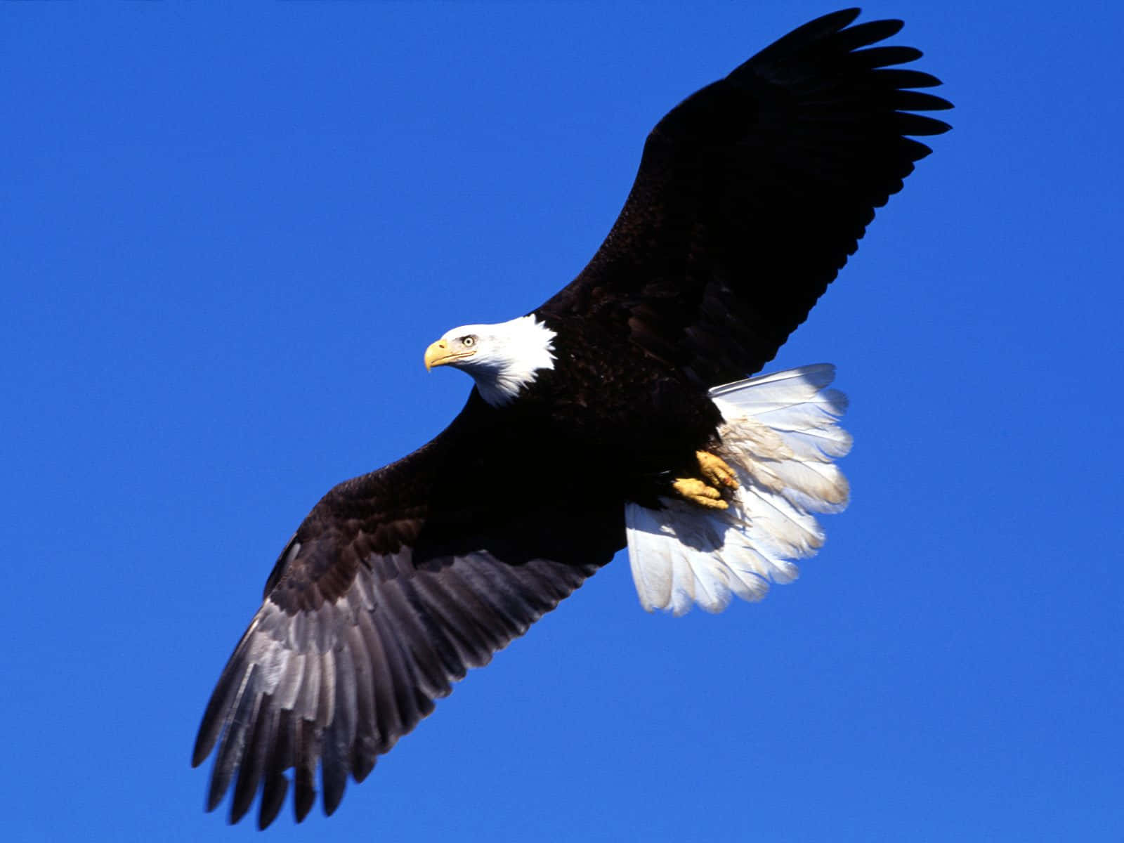 Flying Eagle With Black Wings Wallpaper