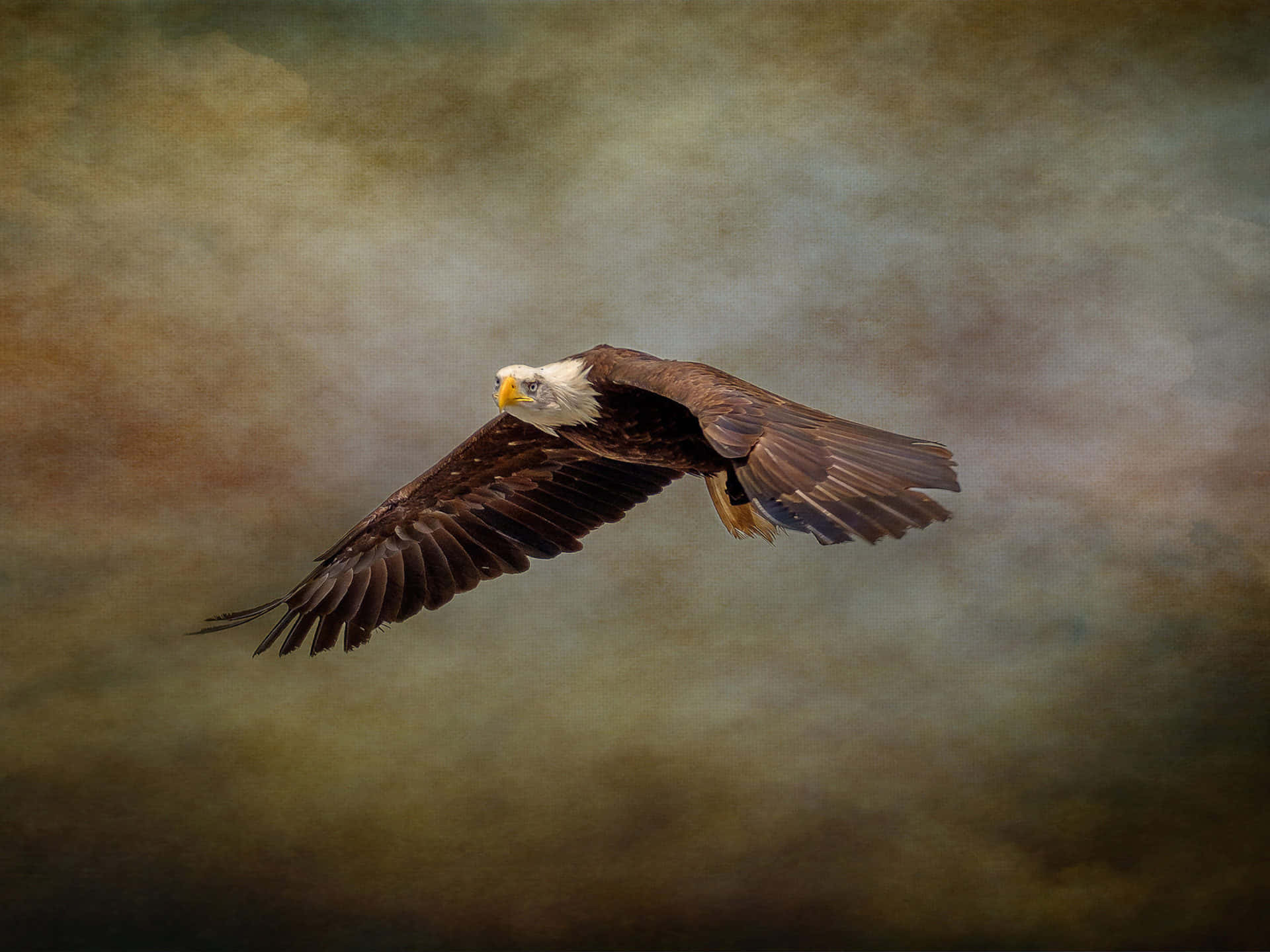 Flying Eagle With Brown Feathered Body Wallpaper