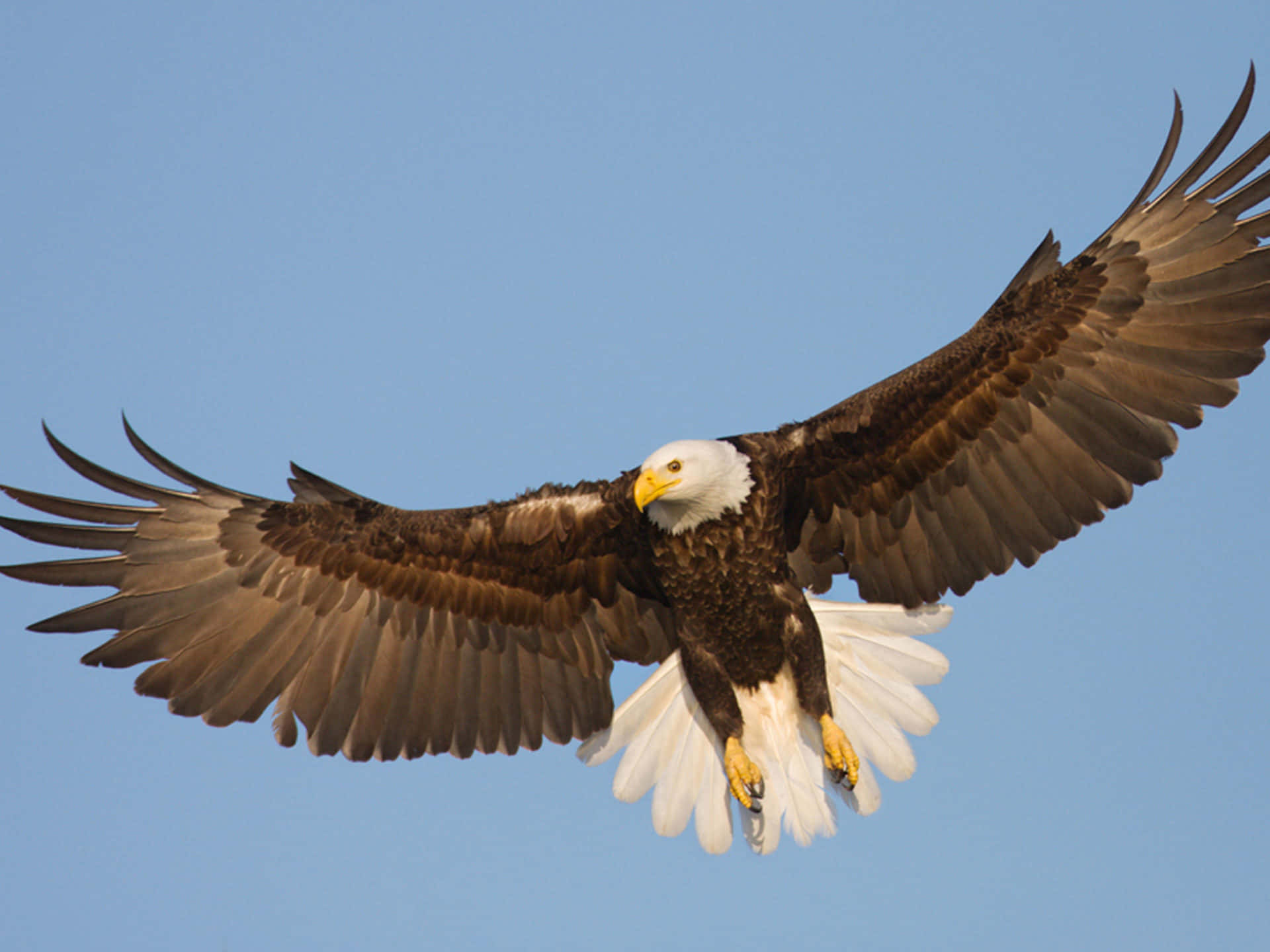 Flying Eagle With Yellow Feet Wallpaper