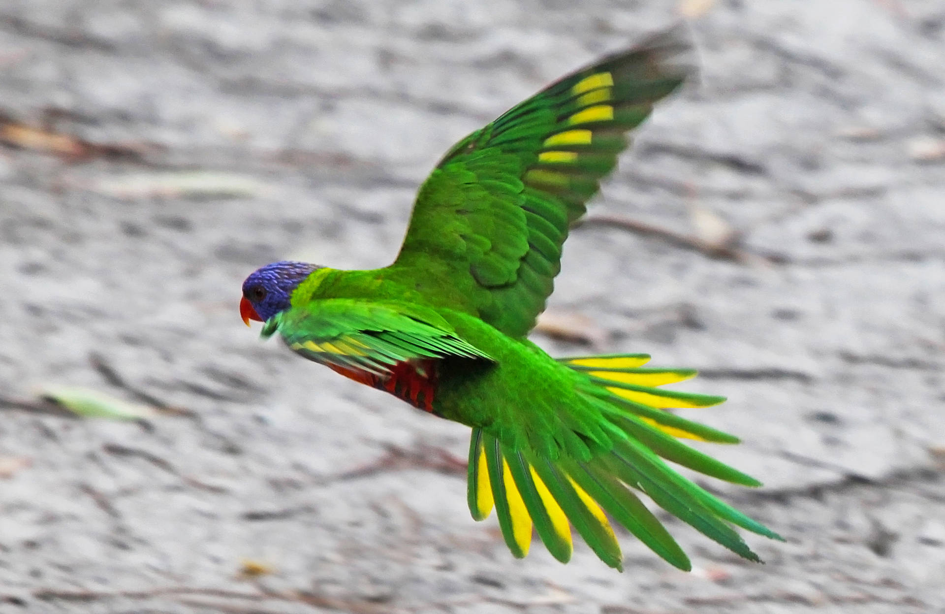 Flyvende Emerald Grøn Fugl på en Jagged Grå Linje Wallpaper