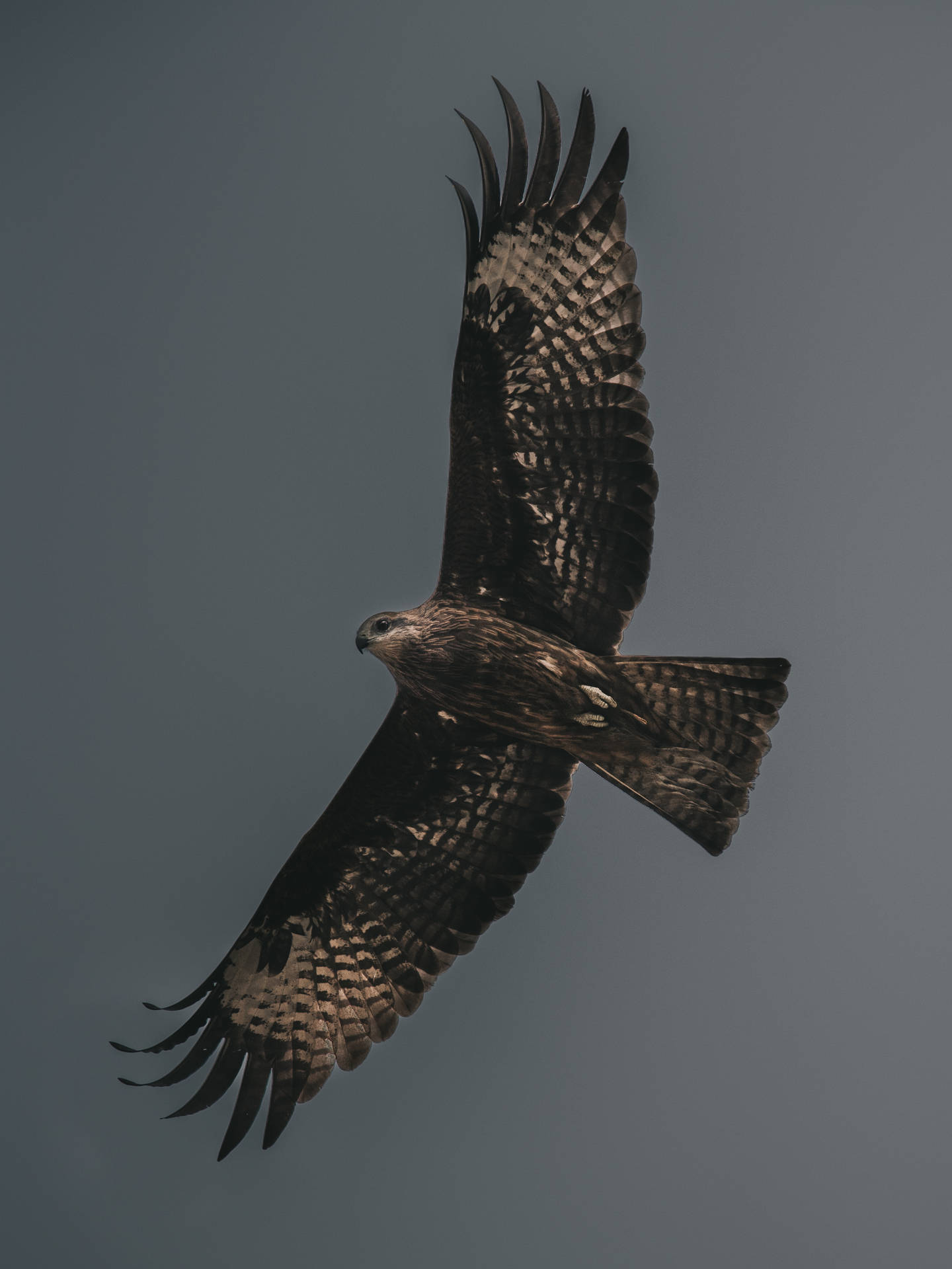 Flying Falcon In Sky