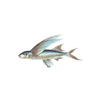 Flying Fish Black Background PNG