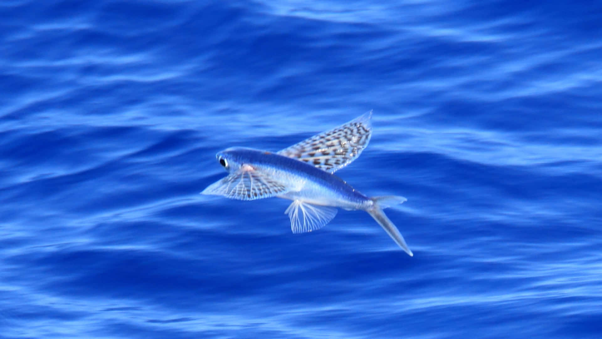 Flying Fish Gliding Over Blue Ocean Wallpaper