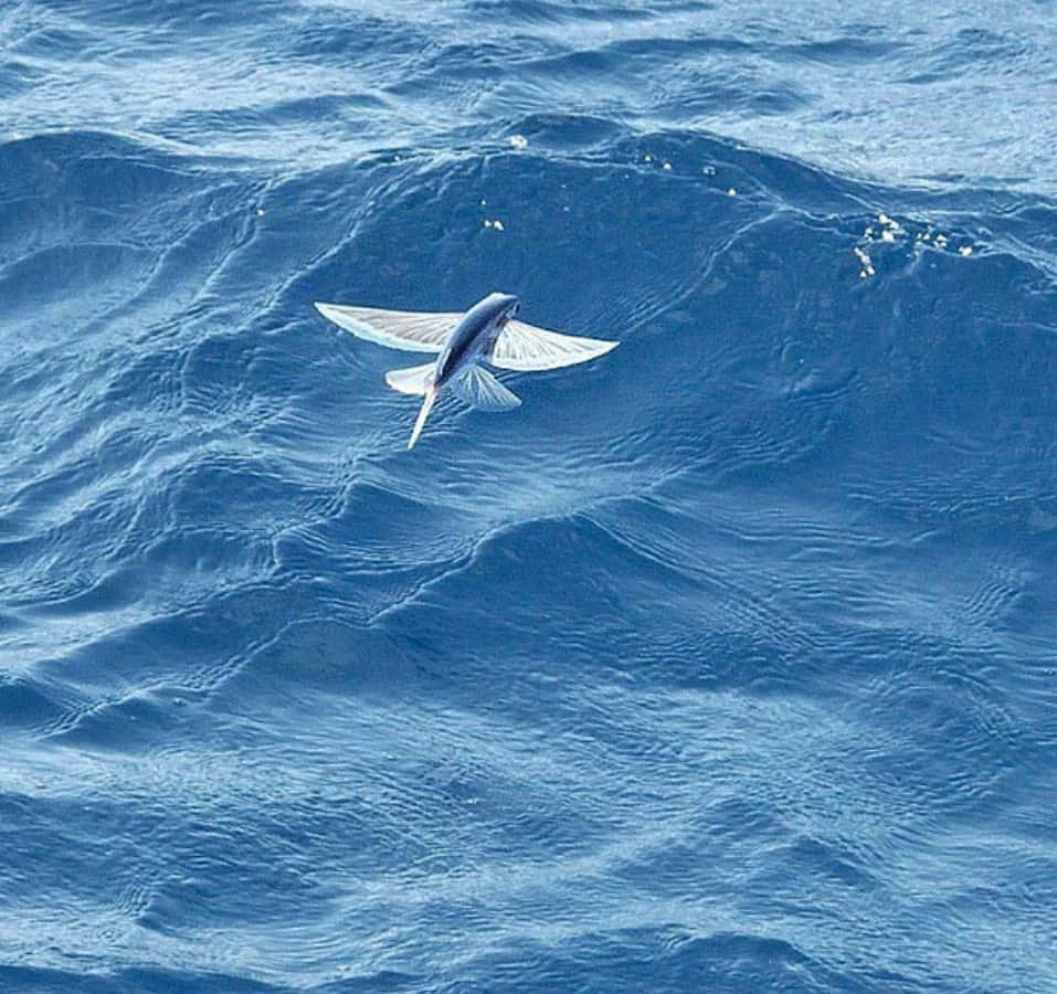 Flying Fish Gliding Over Blue Ocean Waves Wallpaper