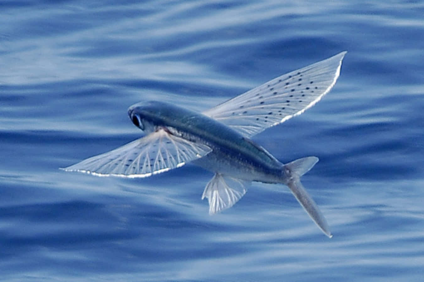 Download Flying Fish Gliding Over Sea Wallpaper | Wallpapers.com