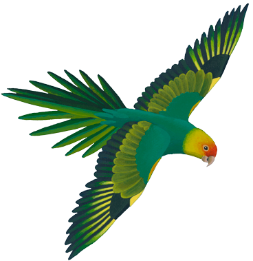 Flying Green Parrot Illustration.png PNG