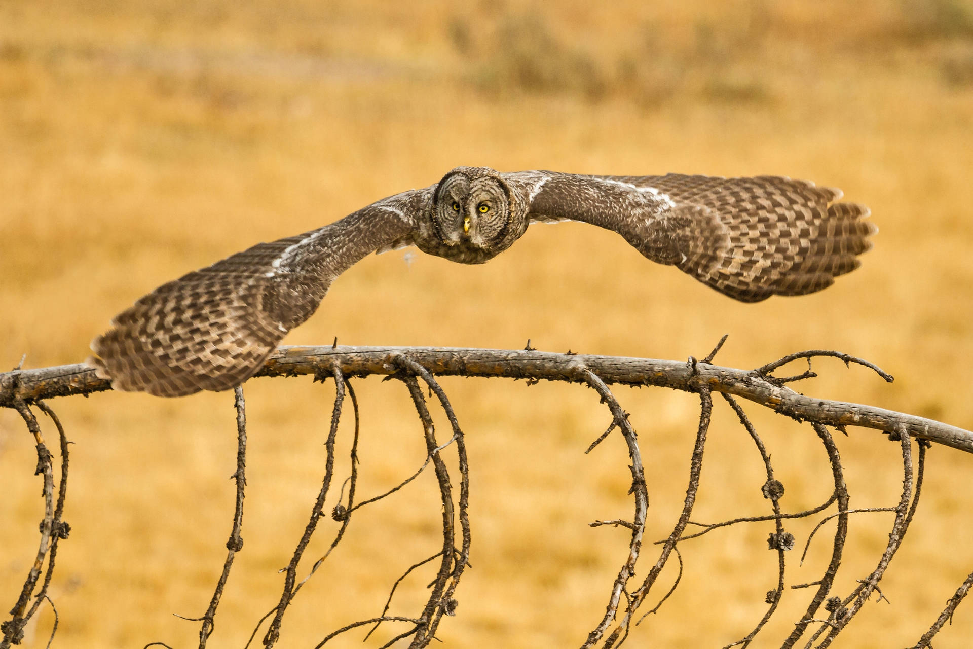 Grey Owl, Flying in Nature Wallpaper