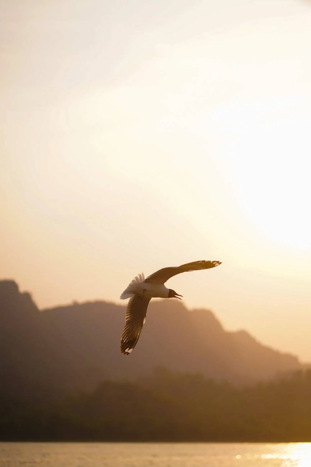 Flying Gull Iphone 11 Pro 4k Background