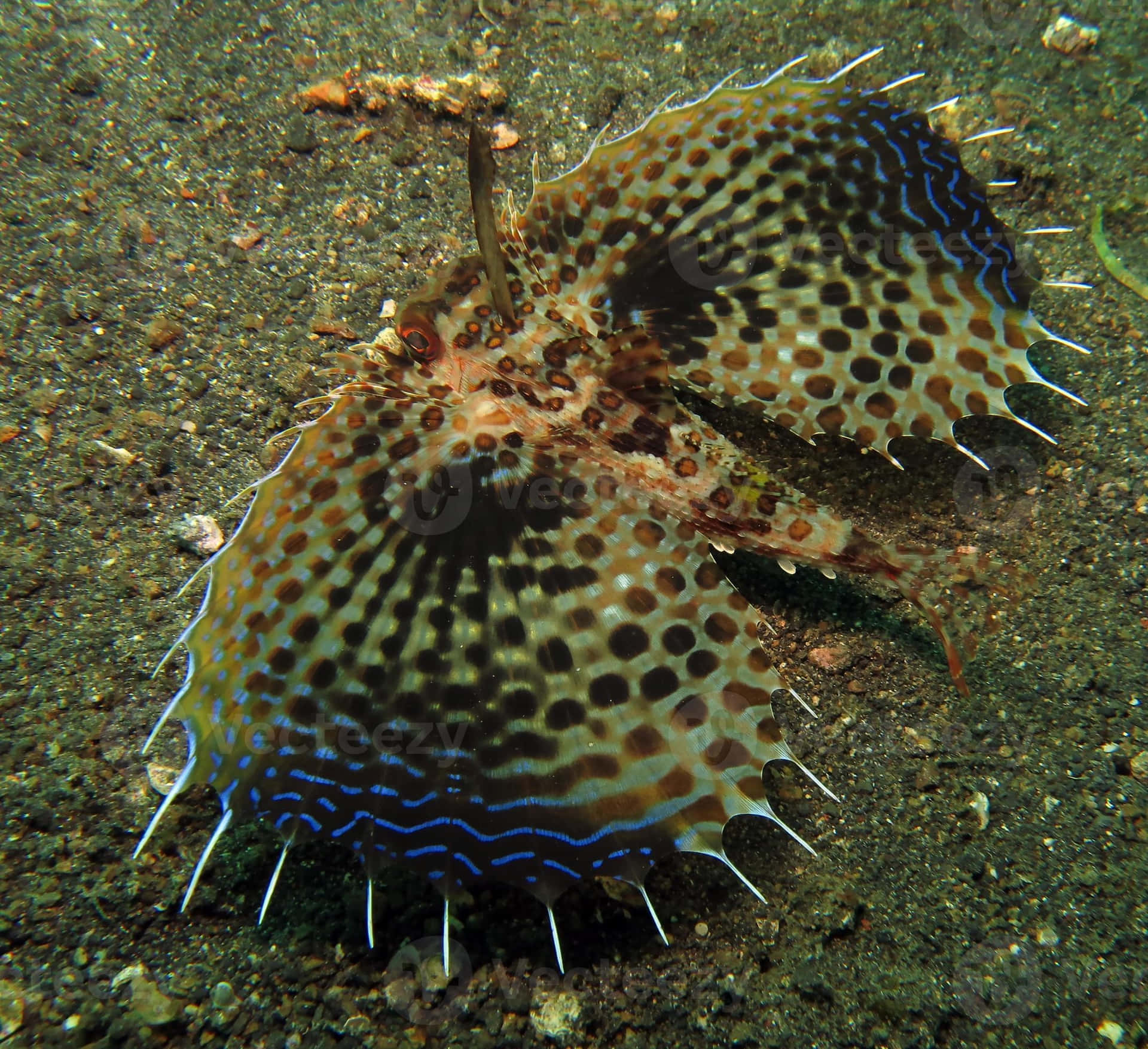 Flying Gurnard Spreading Fins Wallpaper