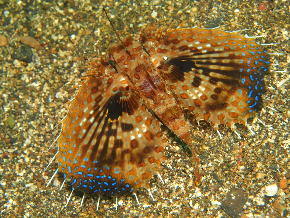 Flying Gurnard Spreading Fins Wallpaper