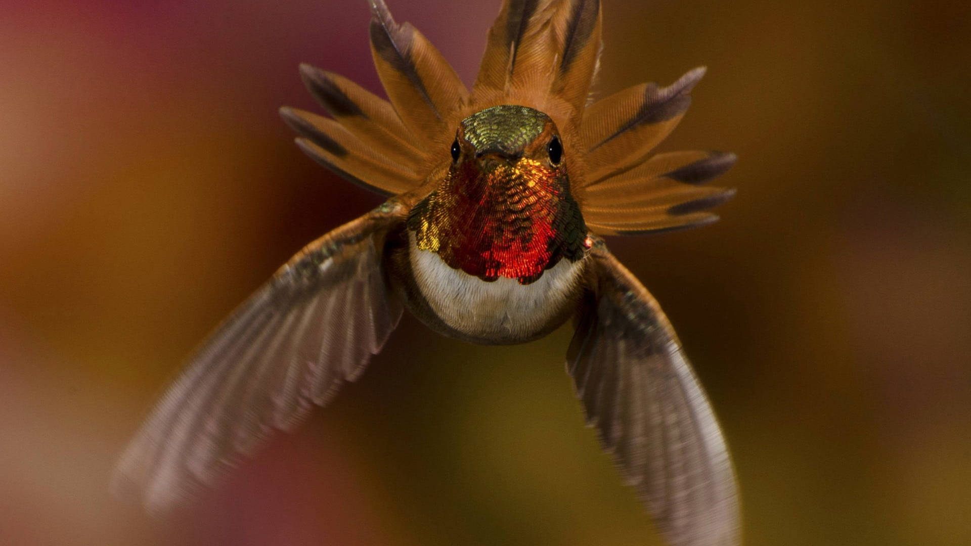Flying Hummingbird In Focus Photography Wallpaper
