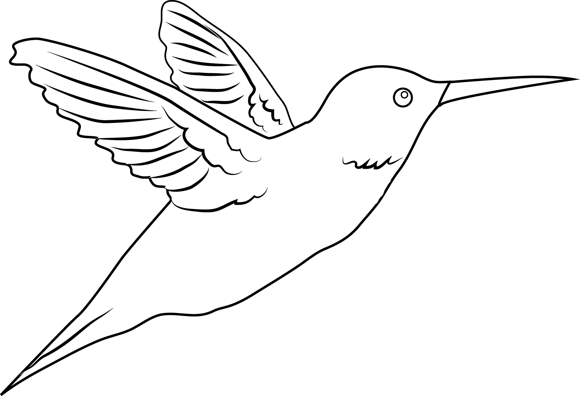 Flying Hummingbird Line Art PNG