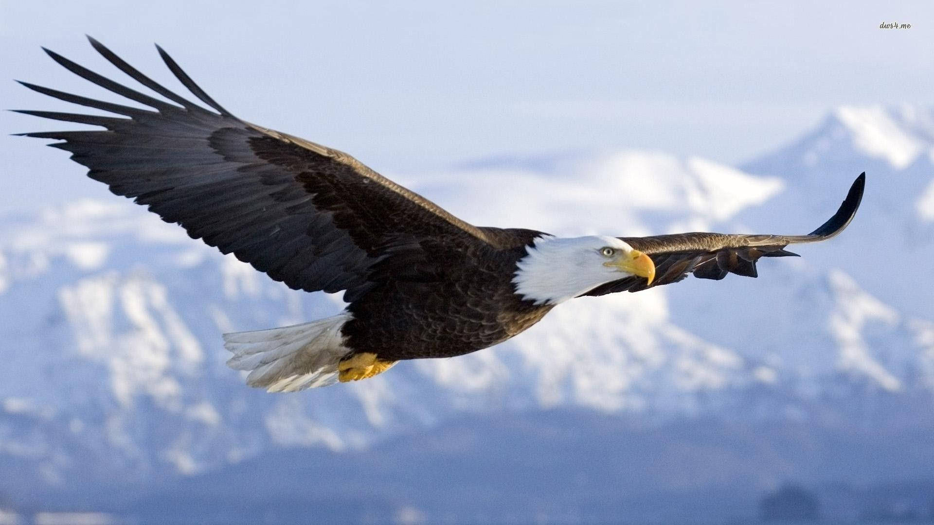 Flying Mighty Bald Eagle Wallpaper