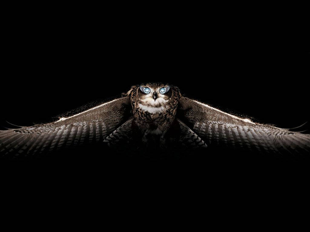 A magnificent black owl, staring knowingly ahead as it effortlessly soars through the sky. Wallpaper