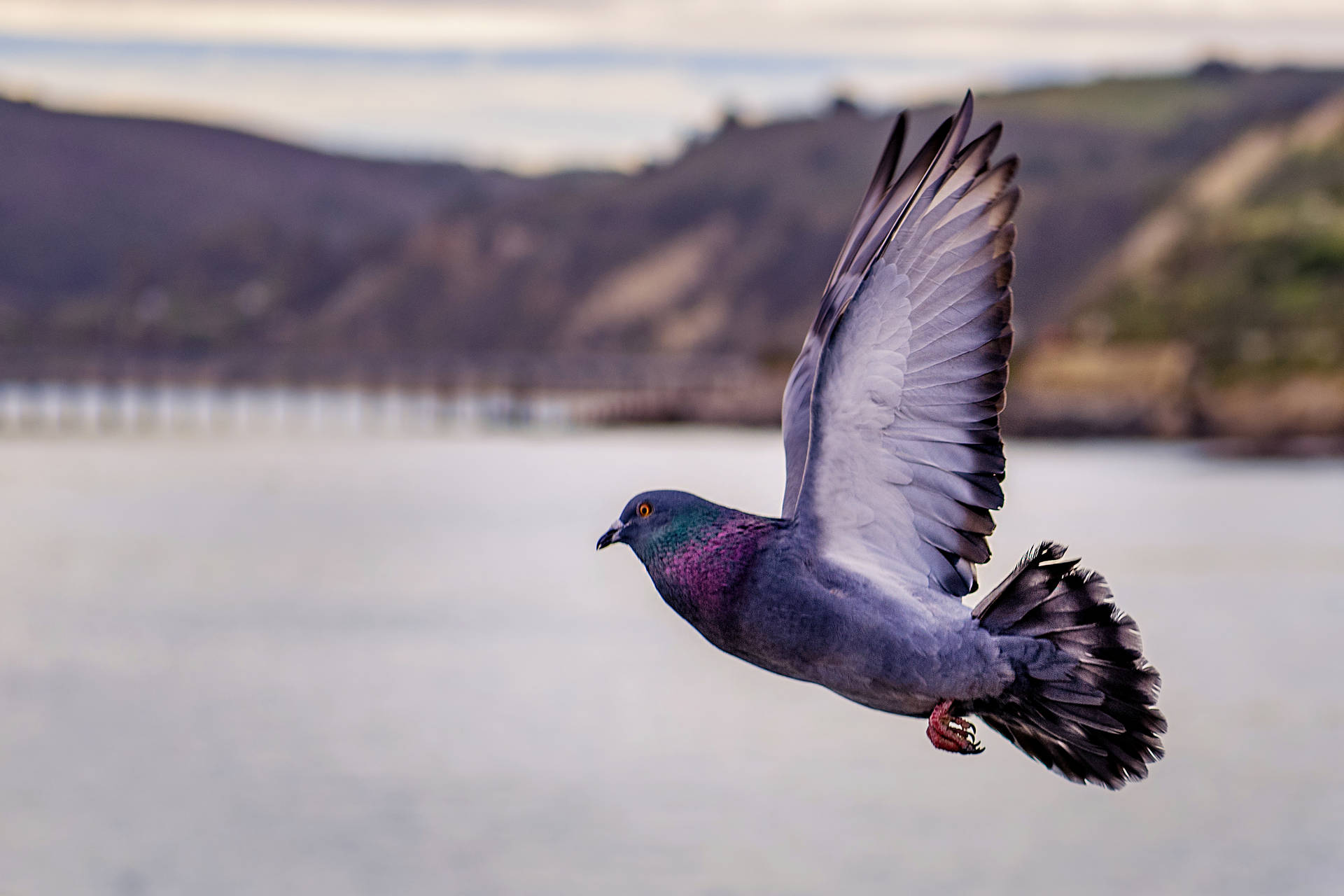 Flying Pigeon Bird Wallpaper