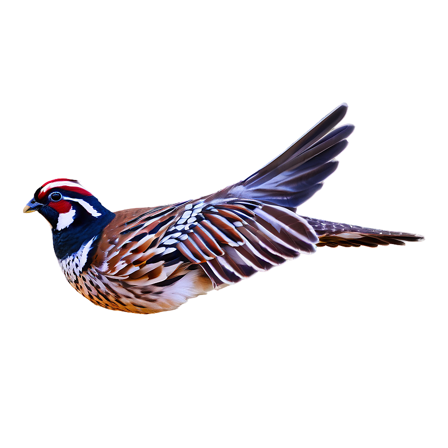 Flying Quail Image Png 88 PNG