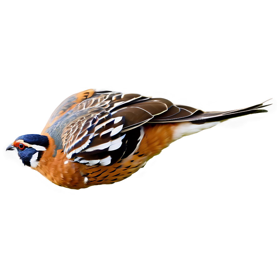 Flying Quail Image Png Xud60 PNG