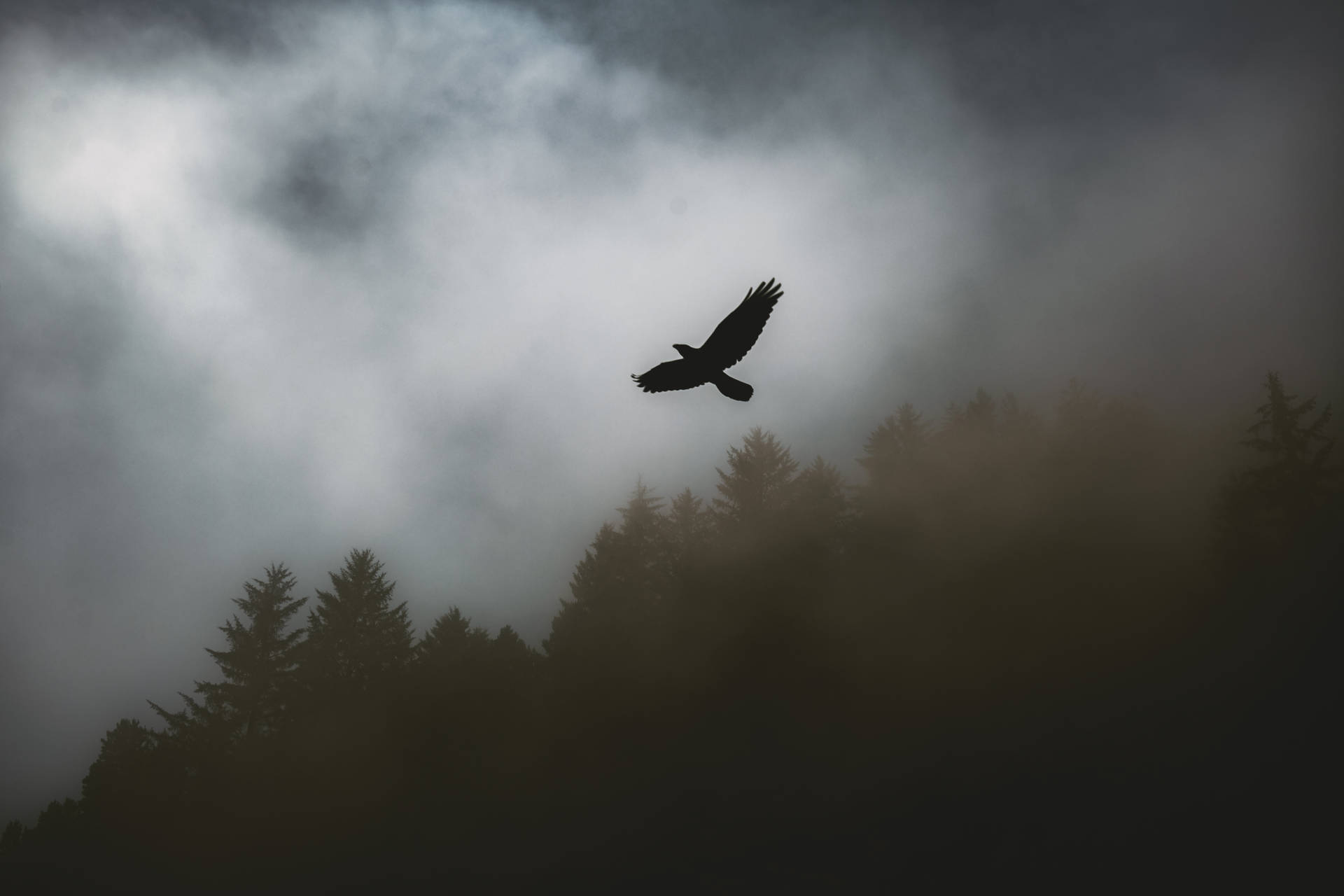Flying Raven In Fog Wallpaper