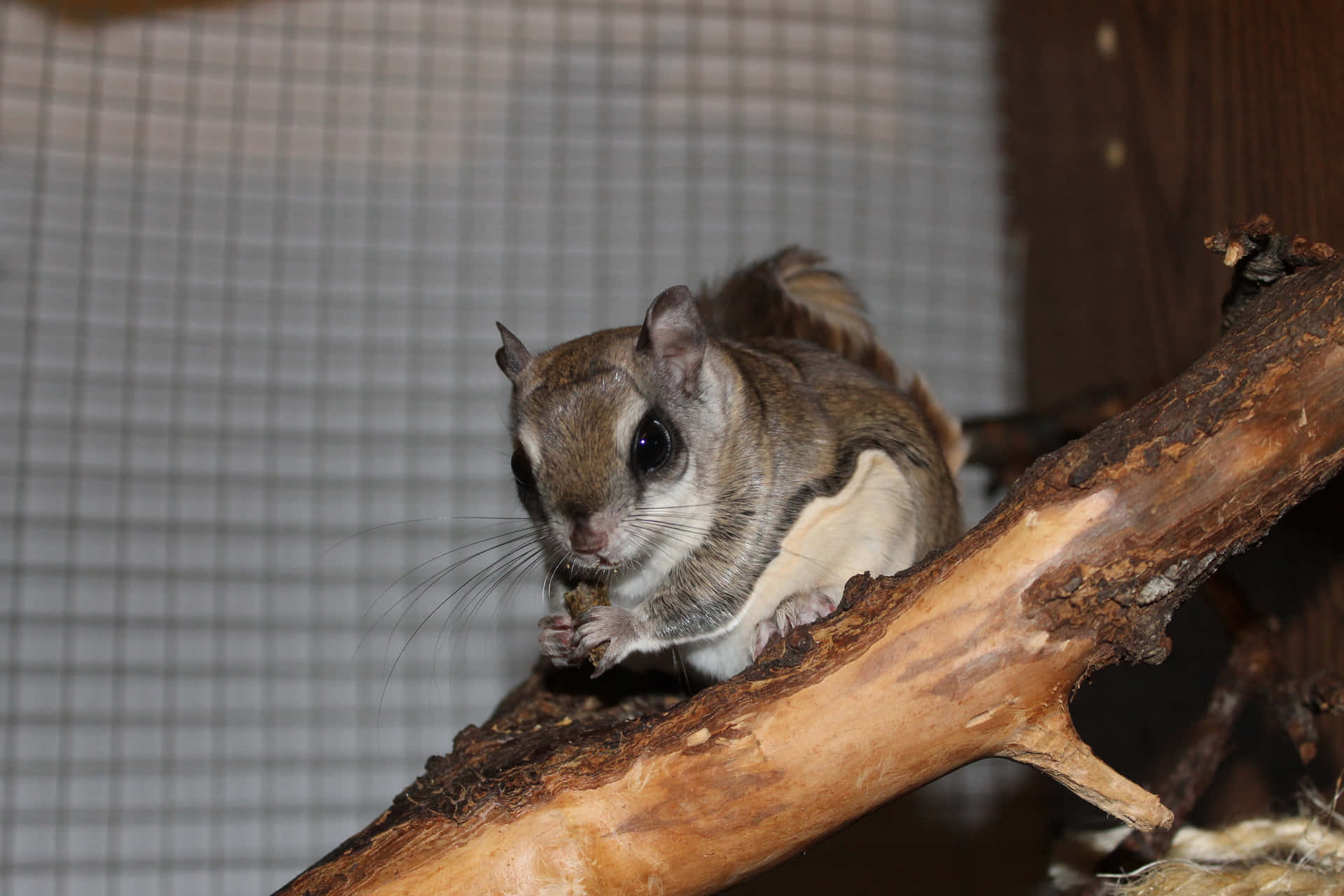 Flying Squirrel Eating On Branch Wallpaper