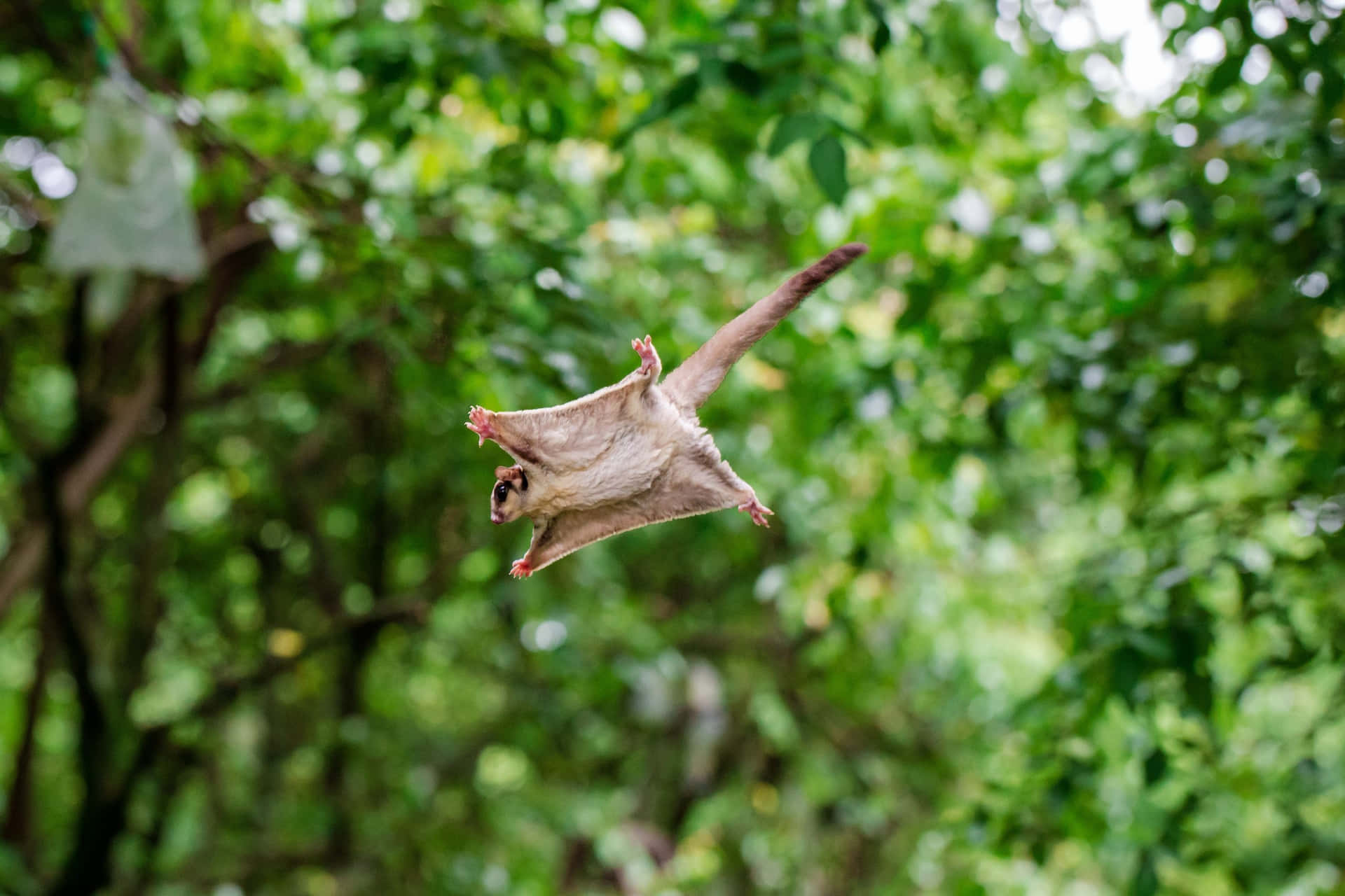 Flying Squirrel Mid Glide Wallpaper