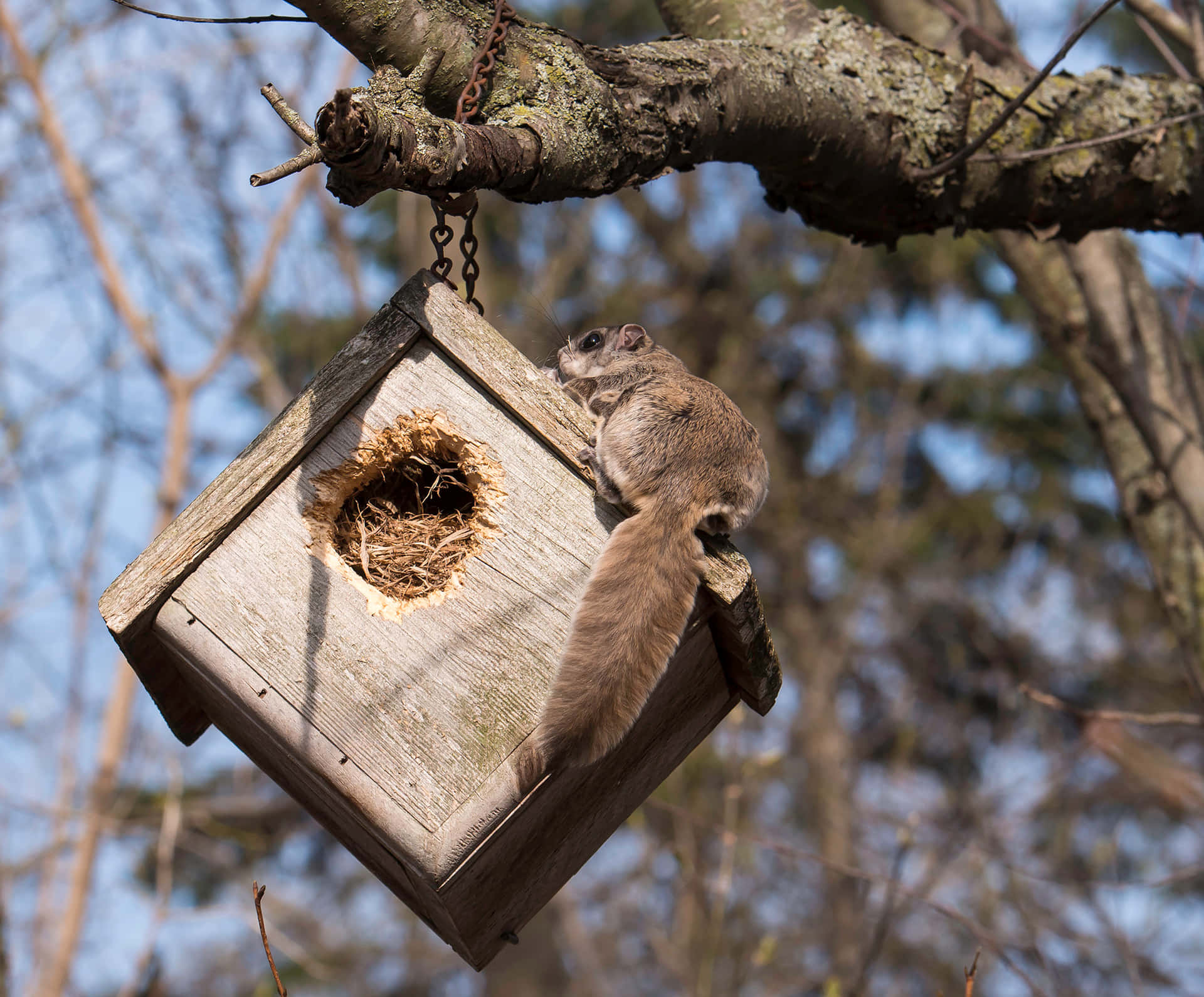 Download Flying Squirrel Nesting Box Wallpaper | Wallpapers.com