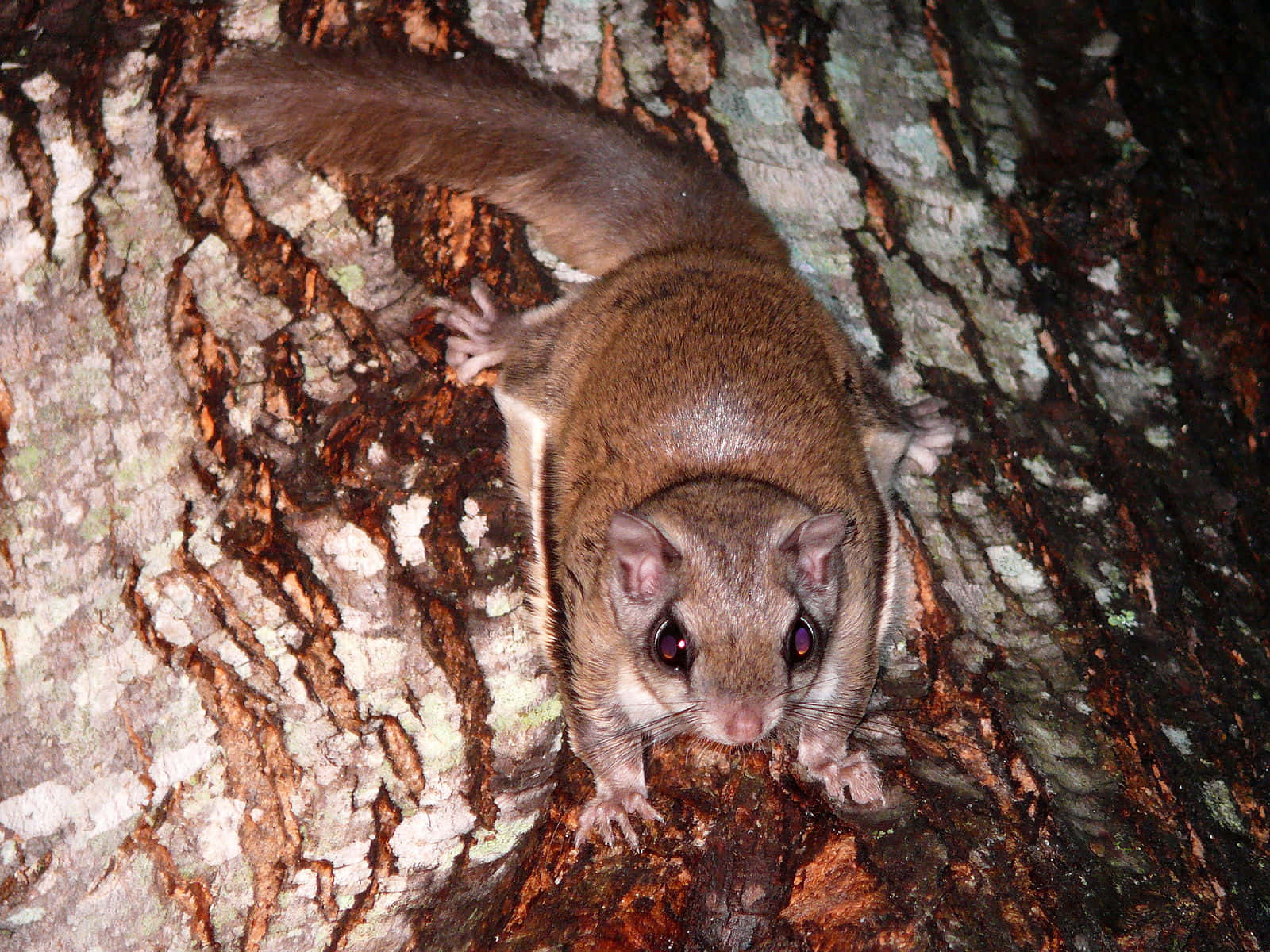 Flying Squirrel On Tree Bark.jpg Wallpaper