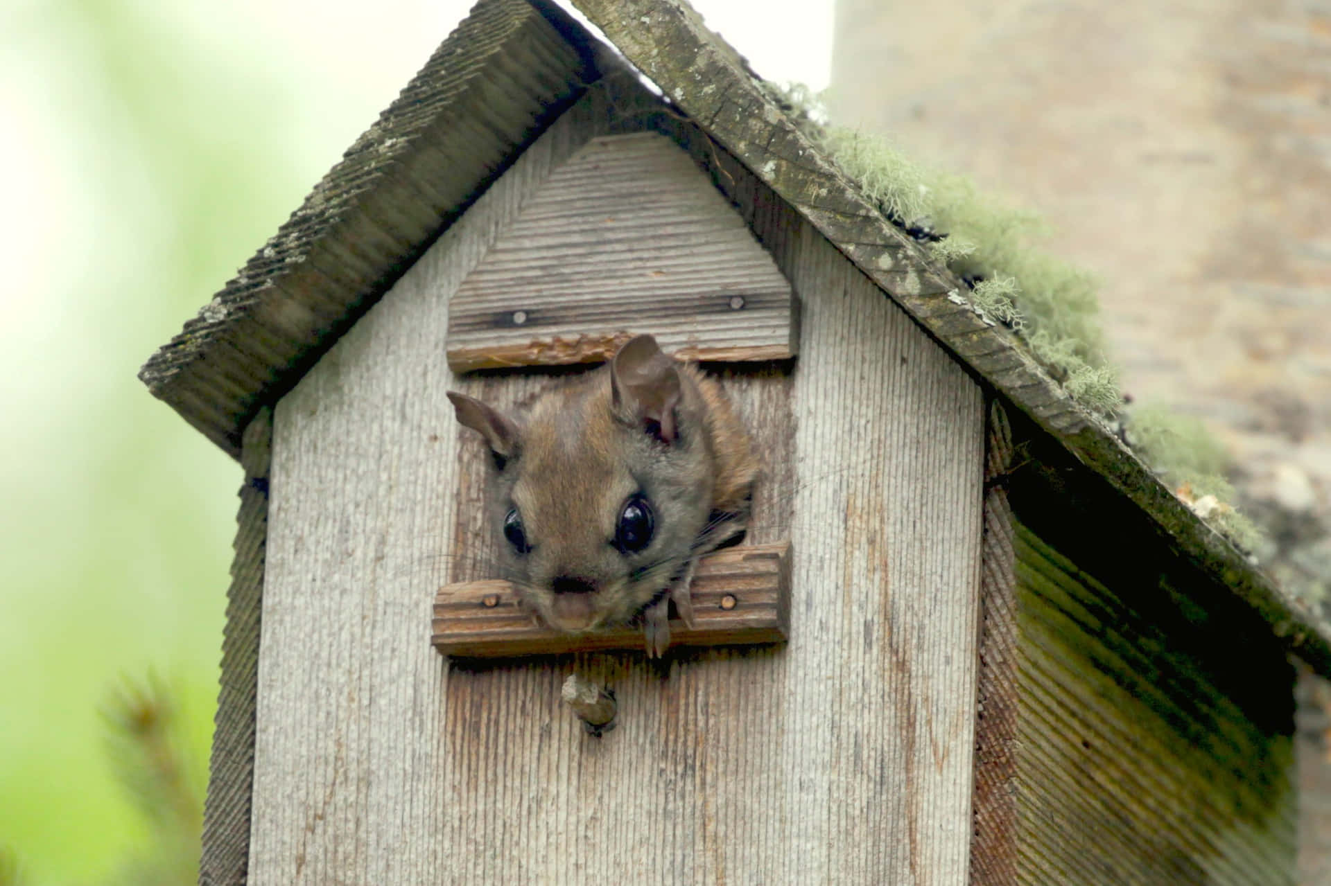 Vliegende Eekhoorn Die Uit Vogelhuisje Kijk Achtergrond