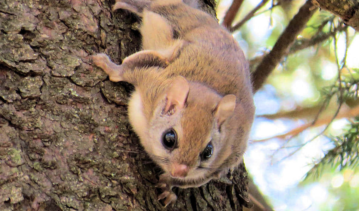 Look to the skies! A Flying Squirrel soars over the tree-tops.