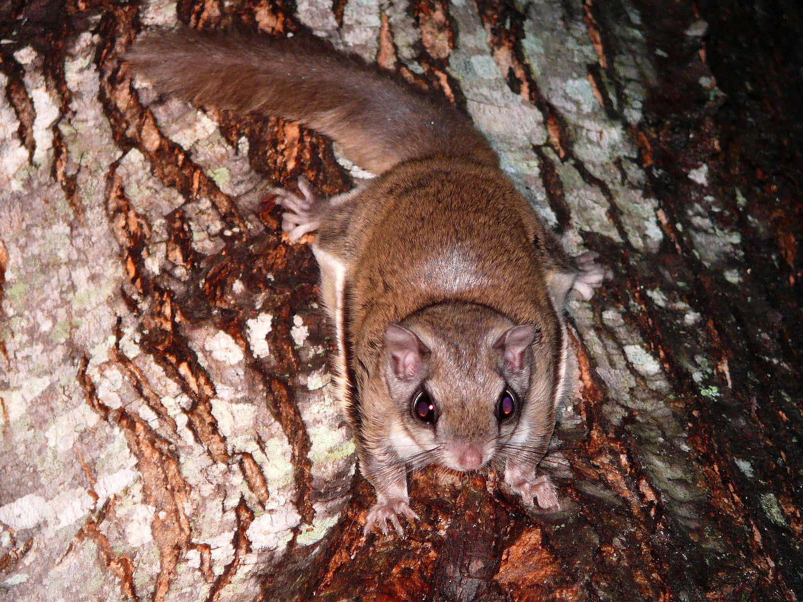 A flying squirrel gliding in the air across a forest.