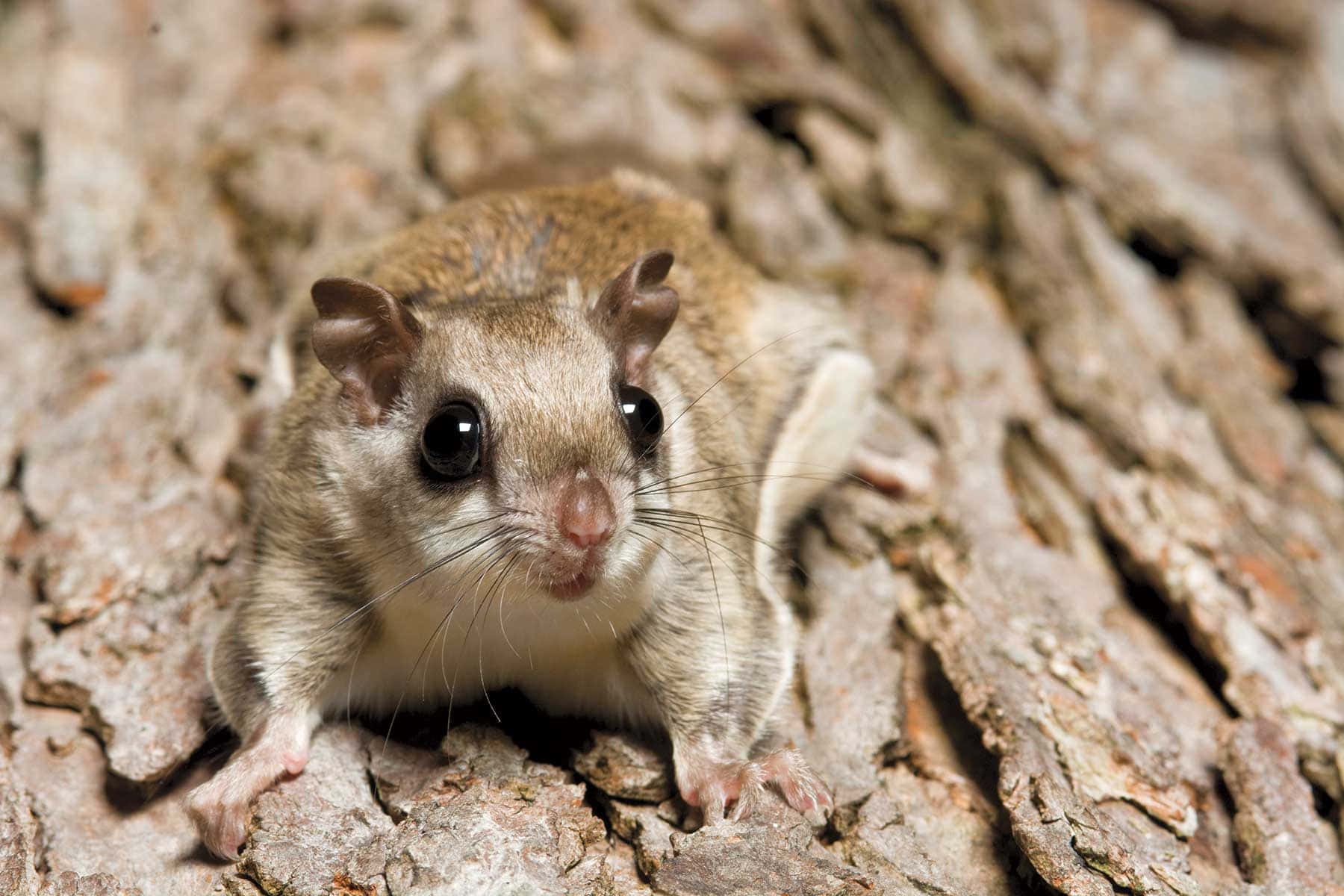 Fly Away With This Adorable Flying Squirrel