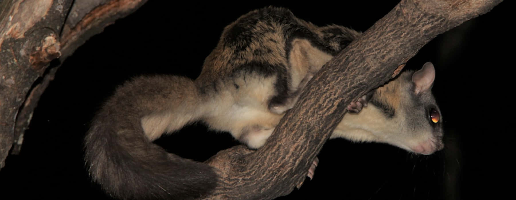 Image  Creativity Soaring High: Flying Squirrel Catching a Ride
