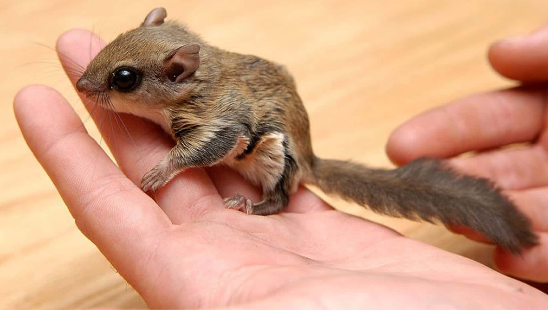 A Small Squirrel Is Being Held In Someone's Hand