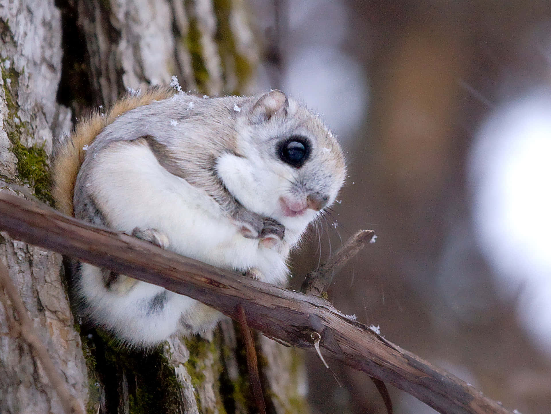 Cute Flying Squirrel and Gathering Nuts