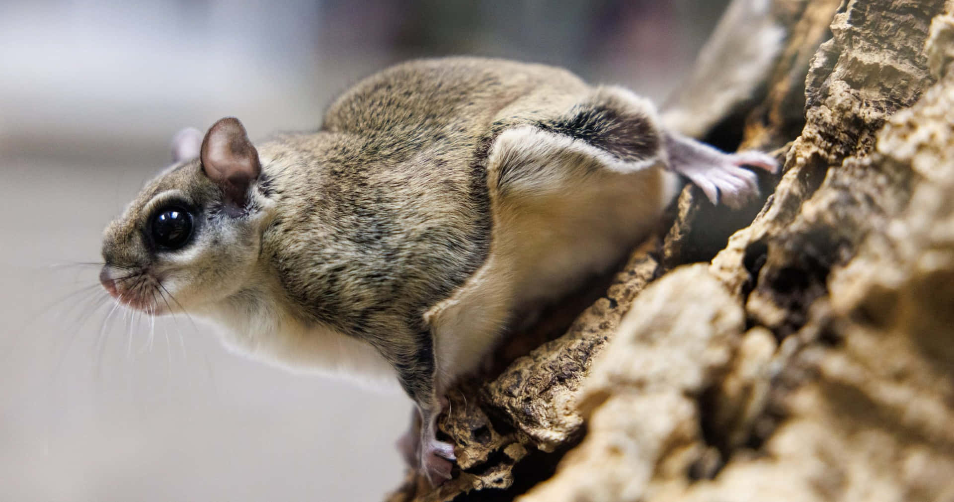 Taking Flight - A Flying Squirrel Spreads Its Wings