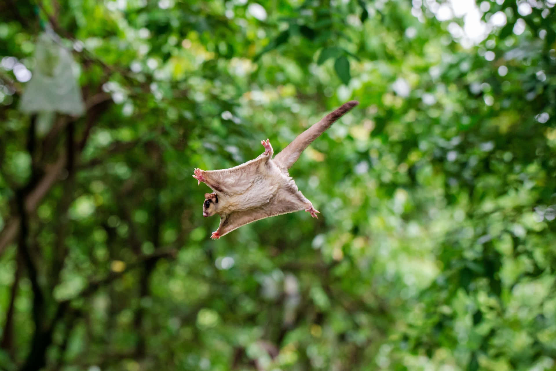 A flying squirrel glides through the forest.