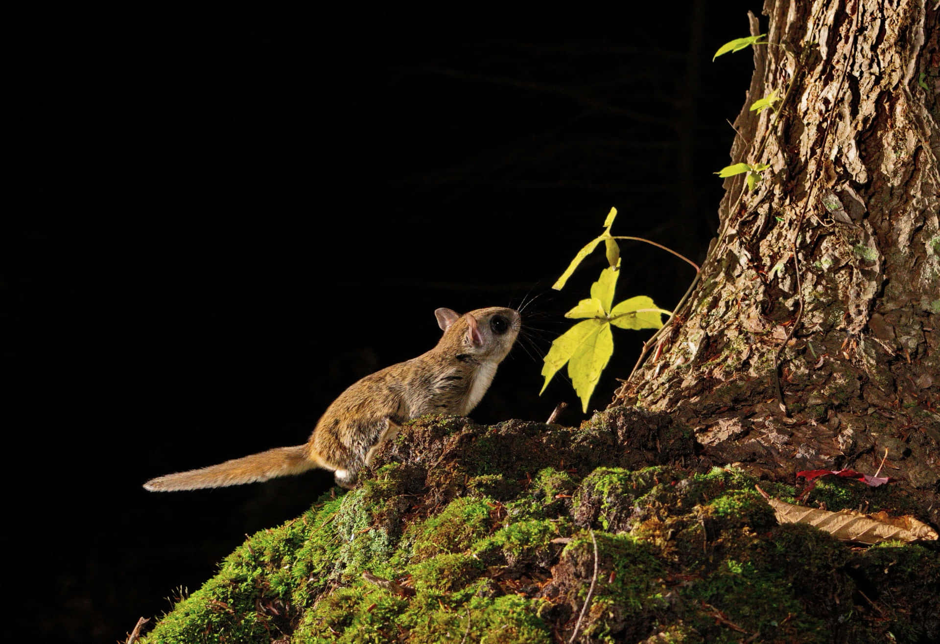 A flying squirrel soars through a starry night sky