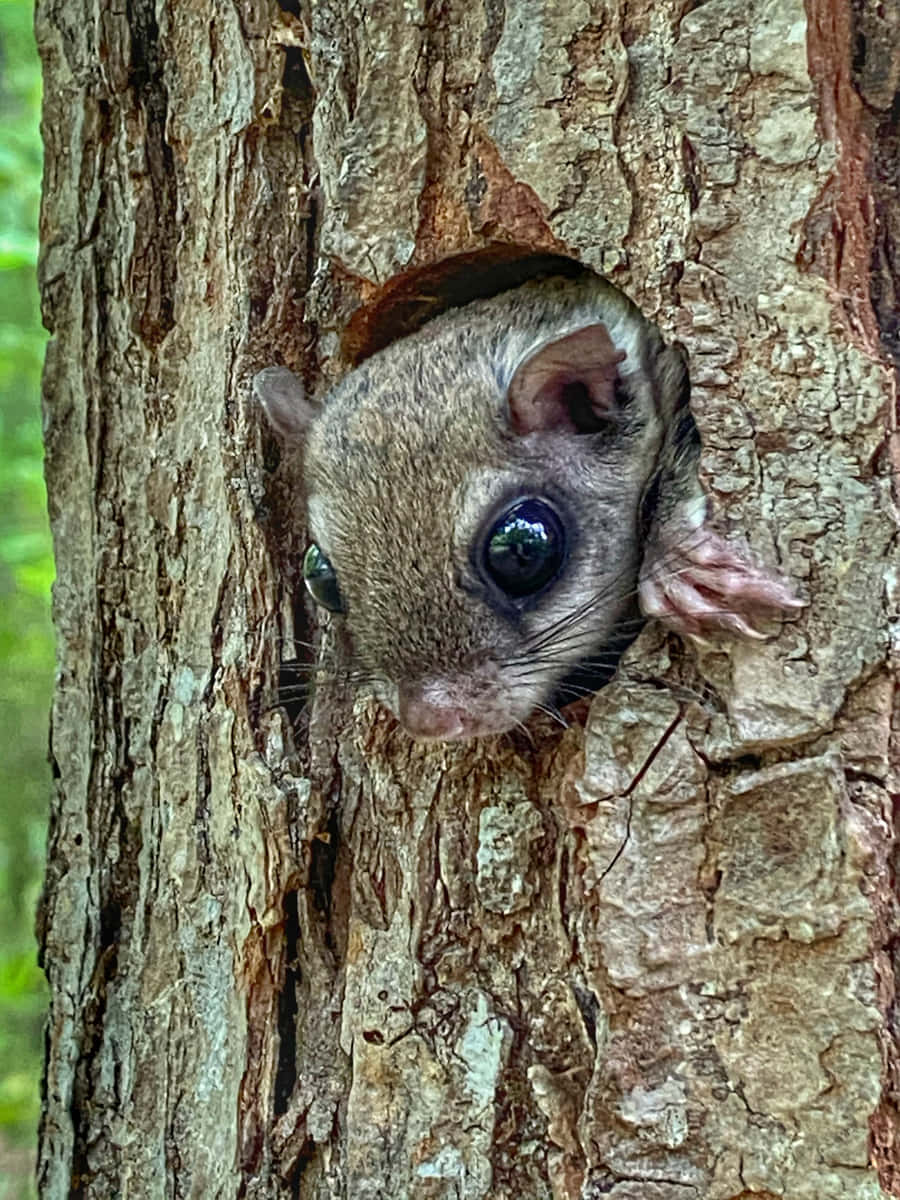 Adorable Flying Squirrels in the Wild