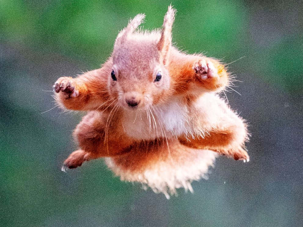 A flying squirrel soars above its home in a forest.