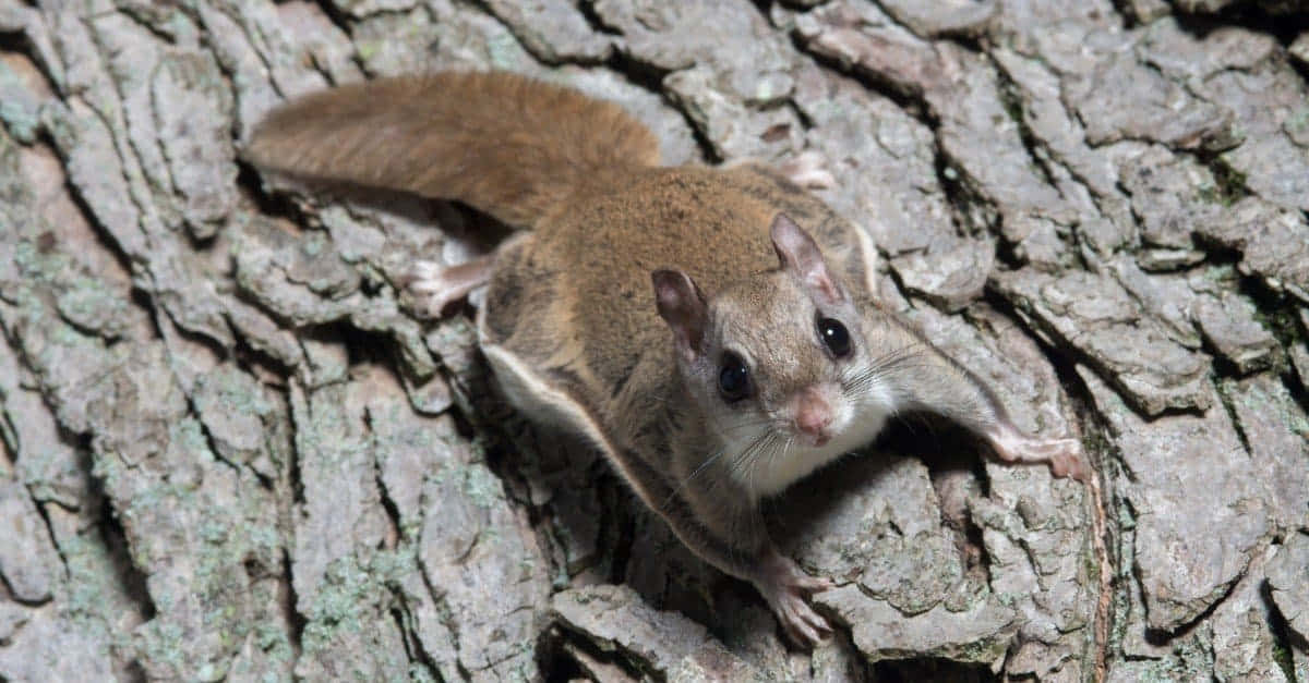 A close-up of an adorable flying squirrel