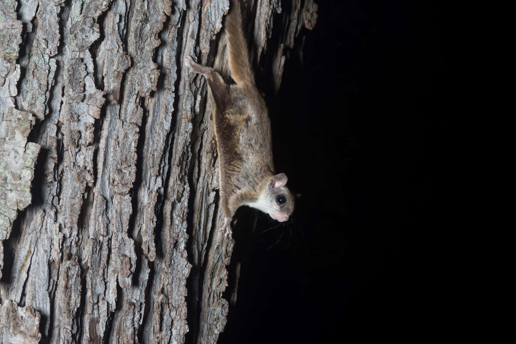 Take Flight With The Flying Squirrel