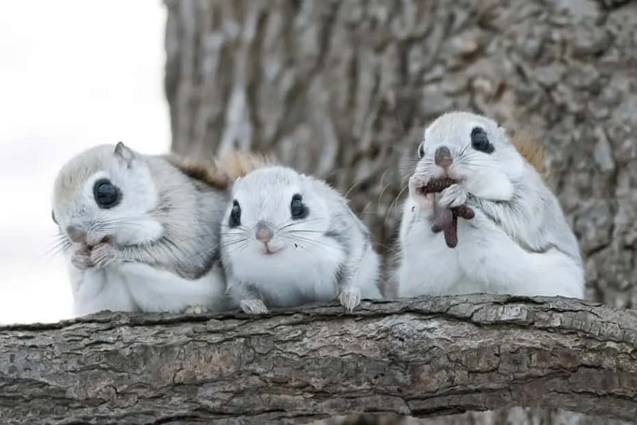 Three Squirrels Sitting On A Tree Branch