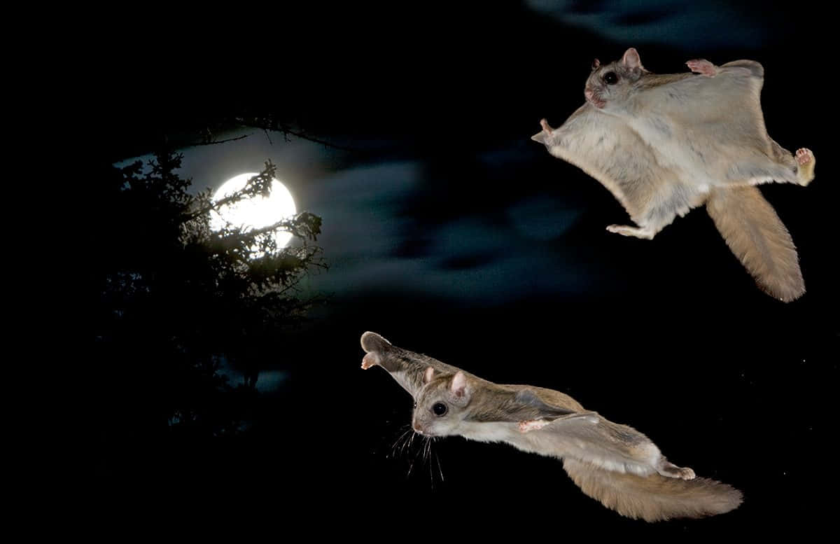 Soar High Through the Trees With Flying Squirrels