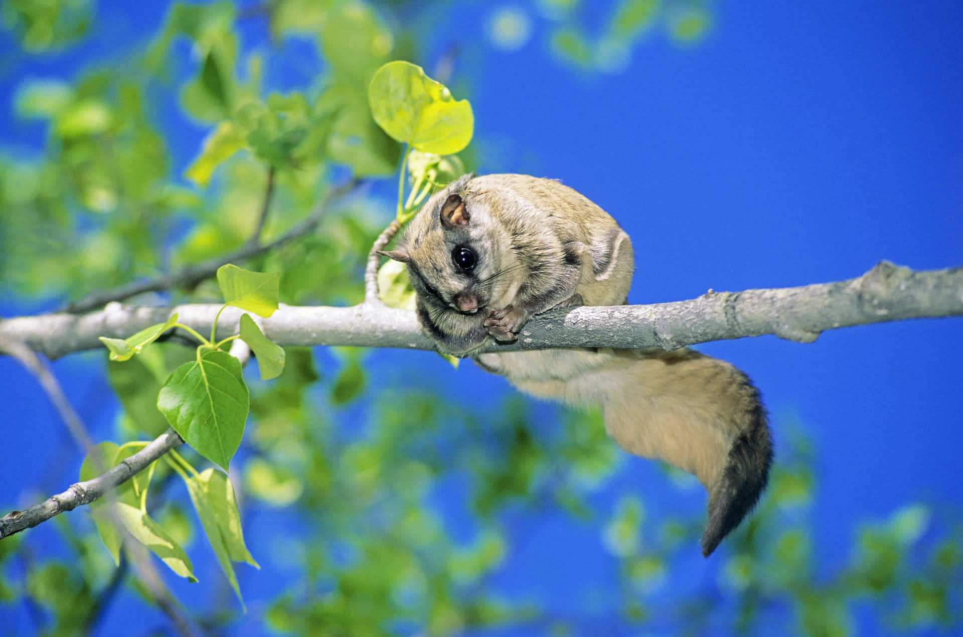 Flying Squirrel Restingon Branch.jpg Wallpaper